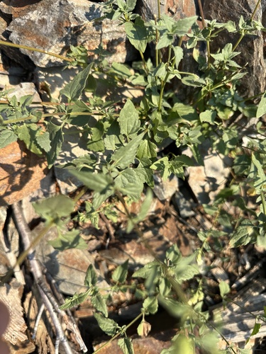 Image of Brickellia grandiflora by no rights reserved