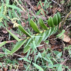 Epidendrum secundum
