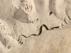 Demansia angusticeps