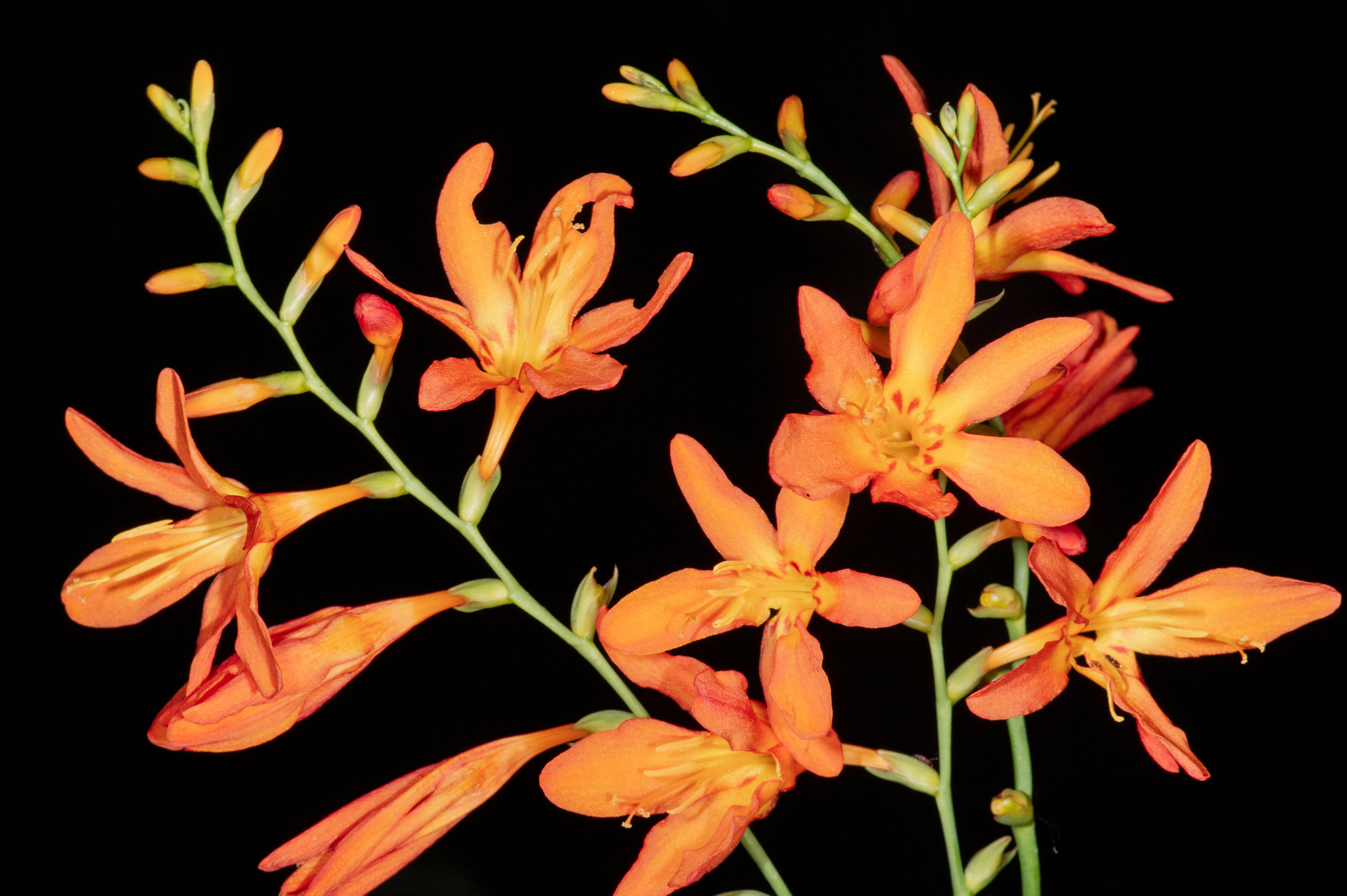 Crocosmia