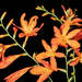 Crocosmia - Photo (c) Alan Rockefeller, some rights reserved (CC BY), uploaded by Alan Rockefeller