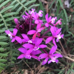Epidendrum secundum