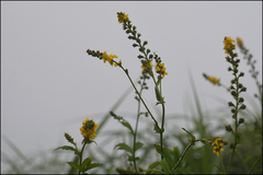 Agrimonia pilosa