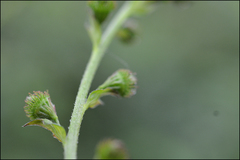 Agrimonia pilosa