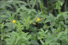 Agrimonia pilosa