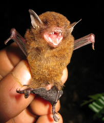 Riparian Myotis photo 2