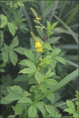 Agrimonia pilosa