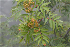Sorbus commixta