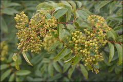 Sorbus commixta