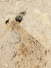 Colletes cunicularius