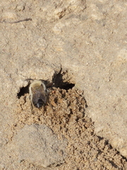 Colletes cunicularius