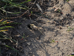 Colletes cunicularius