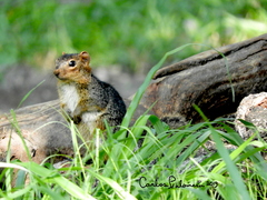 Notocitellus annulatus