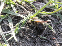 Colletes cunicularius