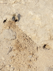 Colletes cunicularius