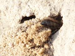 Colletes cunicularius