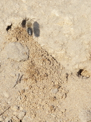 Colletes cunicularius