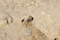 Colletes cunicularius