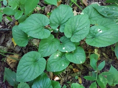 Viola suavis