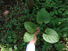 Viola suavis
