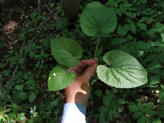Viola suavis