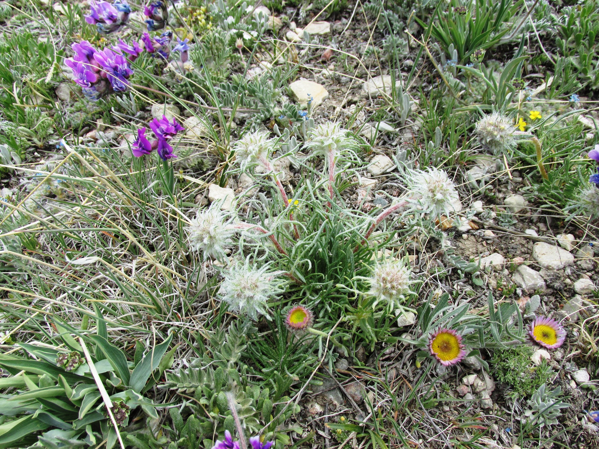 Ipomopsis spicata ssp. orchidacea