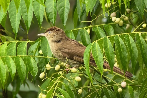 Charlotte's Bulbul (Iole charlottae), photo 7