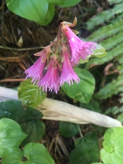 Schizocodon soldanelloides