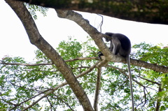Trachypithecus obscurus halonifer