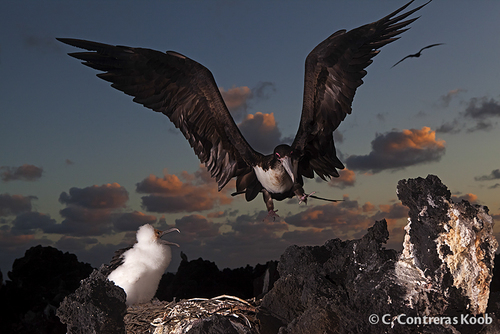 Great Frigatebird