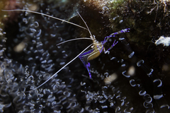 Ancylomenes pedersoni