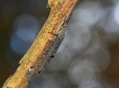 Bandidus canifrons