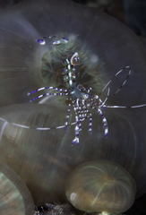 Periclimenes yucatanicus