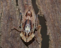 Stenocotis depressa