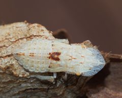 Stenocotis depressa