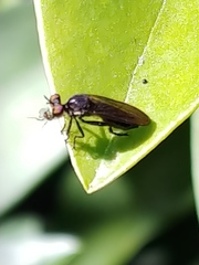 Eudioctria