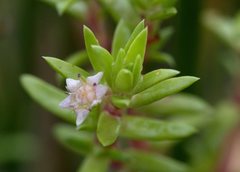 Crassula helmsii