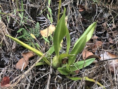 Cyrtochilum aureum