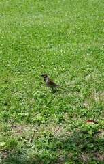 Passer montanus