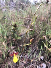 Cyrtochilum aureum