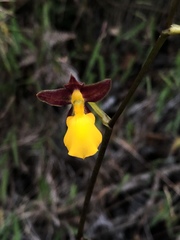 Cyrtochilum aureum