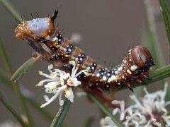 Psalidostetha banksiae