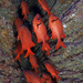 Myripristis leiognathus - Photo (c) Programa Marino del Golfo de California,  זכויות יוצרים חלקיות (CC BY-NC-SA), הועלה על ידי Programa Marino del Golfo de California