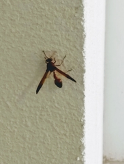 Delta dimidiatipenne