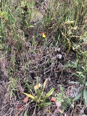 Cyrtochilum aureum