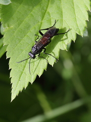 Macrophya annulata