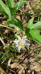 Passiflora karwinskii