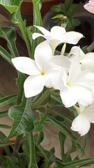 Plumeria pudica