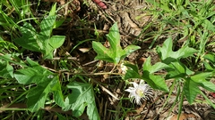 Passiflora karwinskii