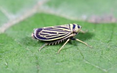 Amblysellus curtisii